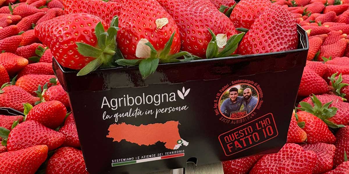 Partenza positiva per le fragole romagnole